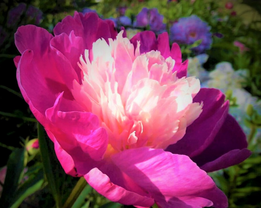 Peony Root - Gay Paree 3/5 *ships late Oct*