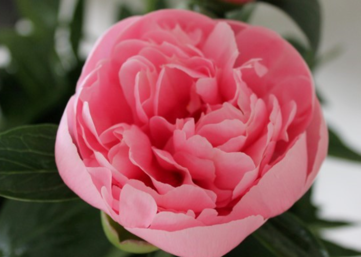 Peony Root - Etched Salmon 3/5 *ships late Oct*