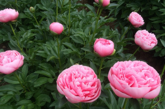 Peony Root - Etched Salmon 3/5 *ships late Oct*