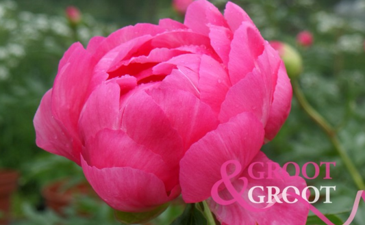 Peony Root - Cytherea 3/5 *ships late Oct*