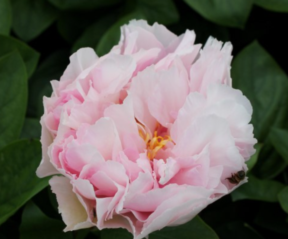 Peony Root - Blushing Princess 3/5 *ships late Oct*
