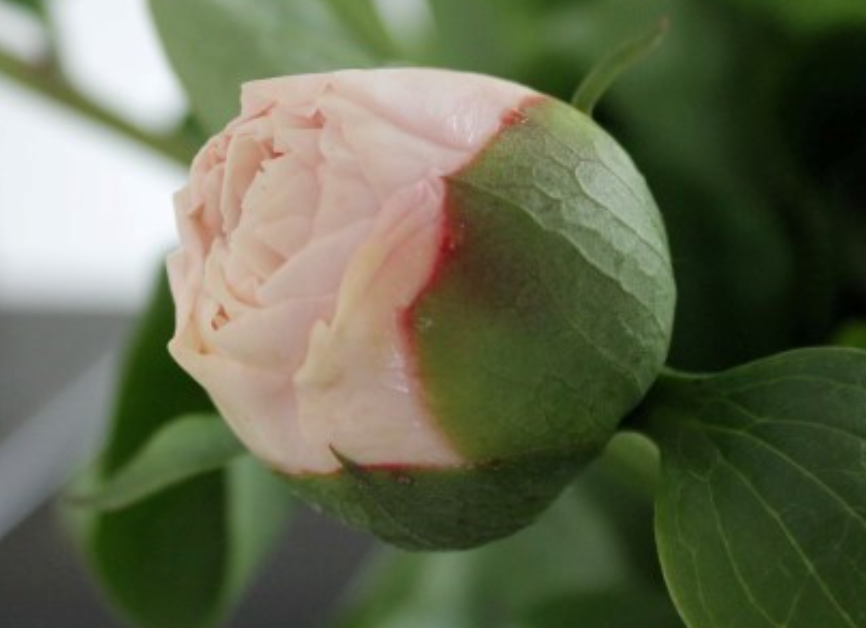 Peony Root - Blushing Princess 3/5 *ships late Oct*