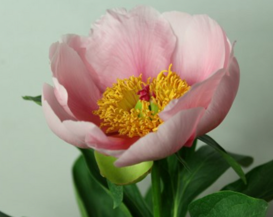 Peony Root - Soft Salmon Saucer 5/8 *ships late Oct*