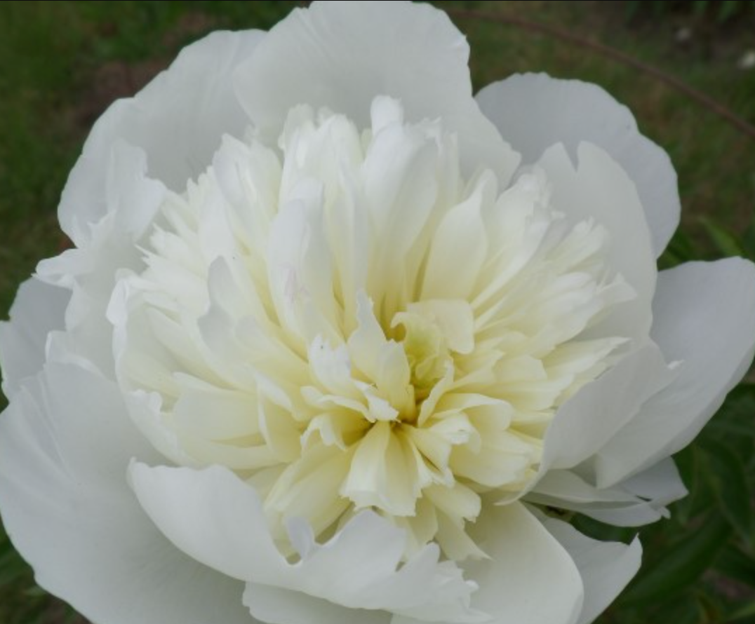 Peony Root - Duchesse de Nemours 5/8 *ships late Oct*