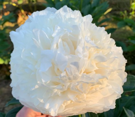 Peony Root - Bowl of Cream *ships late Oct*